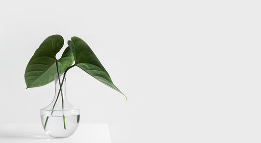 Green plants in a vase on a white table with a white background.